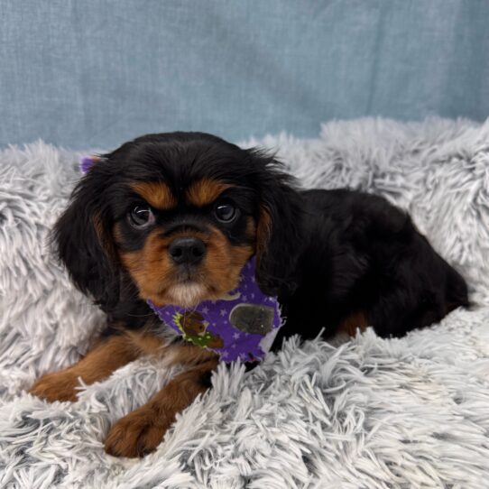 Cavalier King Charles Spaniel-DOG-Female-Black and Tan-9611-Petland Pensacola, Florida