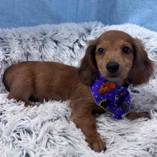 Dachshund-DOG-Male-Red-9612-Petland Pensacola, Florida