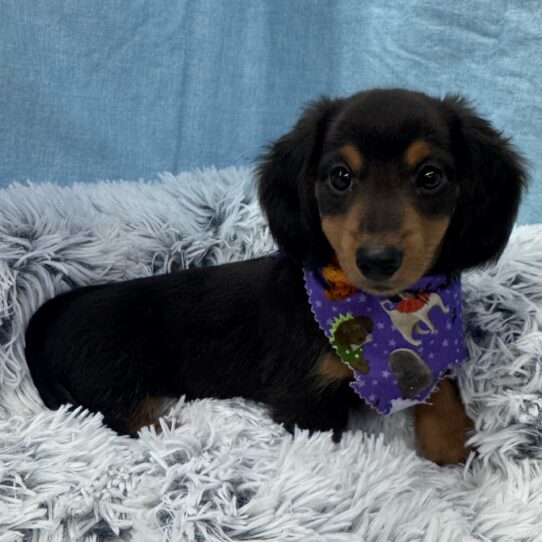 Dachshund-DOG-Male-Black and Tan-9613-Petland Pensacola, Florida