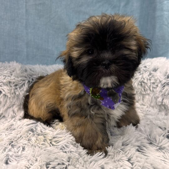 Lhasa Apso-DOG-Male-Golden-9614-Petland Pensacola, Florida