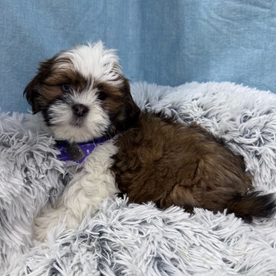 Lhasa Apso-DOG-Male-Red Gold-9616-Petland Pensacola, Florida