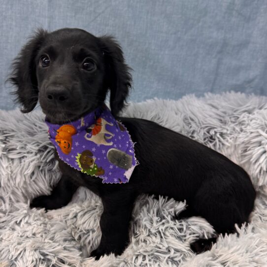 Dachshund-DOG-Female-Black-9620-Petland Pensacola, Florida