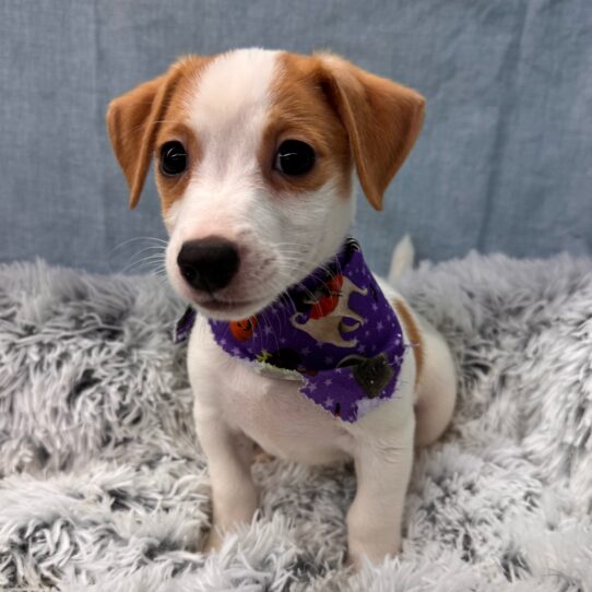 Jack Russell Terrier-DOG-Male-White / Red-9621-Petland Pensacola, Florida