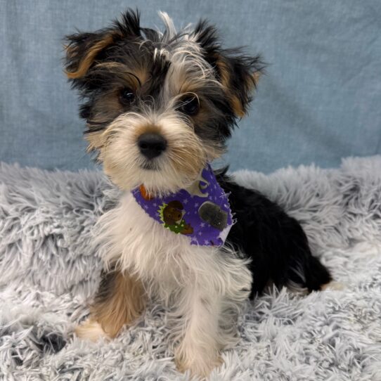 Yorkshire Terrier-DOG-Male-Black White / Tan-9622-Petland Pensacola, Florida