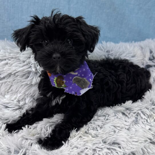 Yorkie-Poo-DOG-Female-Black-9623-Petland Pensacola, Florida