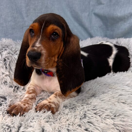 Basset Hound-DOG-Male-Black White and Tan-9609-Petland Pensacola, Florida