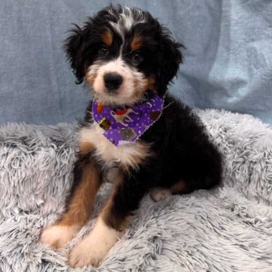 Mini Bernedoodle-DOG-Male-Tri Color-9617-Petland Pensacola, Florida