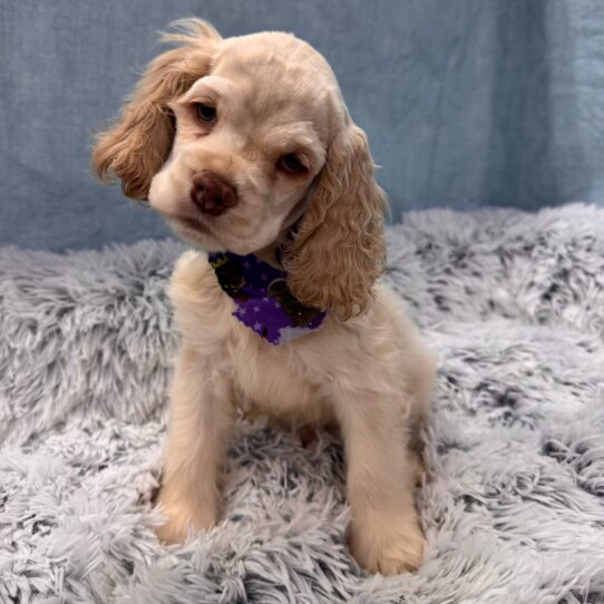 Cocker Spaniel-DOG-Male-Buff-9618-Petland Pensacola, Florida