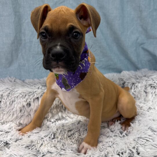 Boxer-DOG-Male-Fawn-9619-Petland Pensacola, Florida