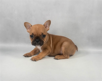 French Bulldog-DOG-Male-Red-9642-Petland Pensacola, Florida