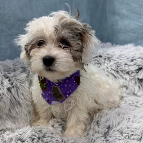 Havanese-DOG-Female-Silver Sable-9646-Petland Pensacola, Florida