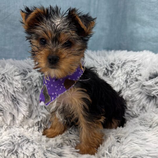 Yorkshire Terrier-DOG-Female-Black and Tan-9645-Petland Pensacola, Florida