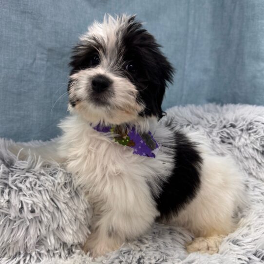 Coton De Tulear-DOG-Male-White and Black-9641-Petland Pensacola, Florida