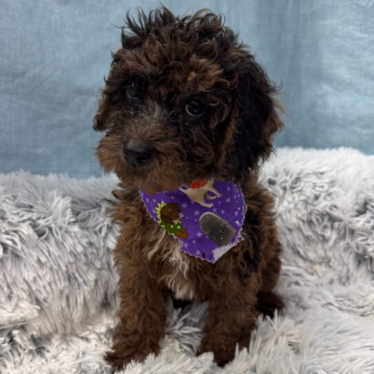 Cavapoo-DOG-Male-Brown-9640-Petland Pensacola, Florida