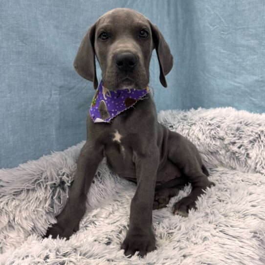 Great Dane-DOG-Male-Blue-9631-Petland Pensacola, Florida