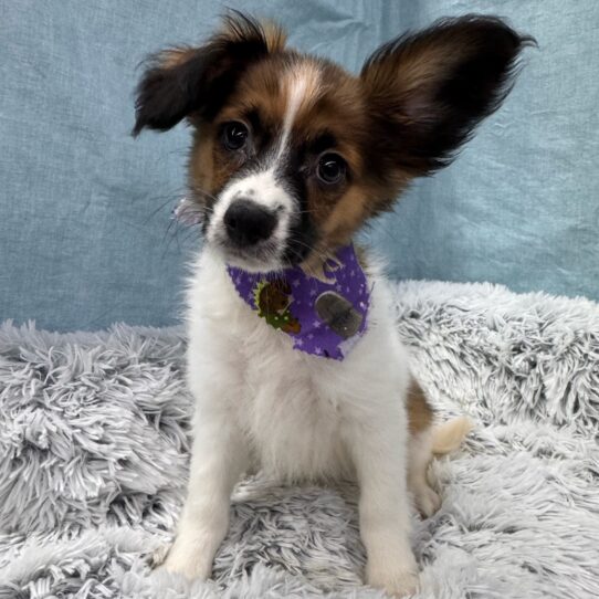 Papillon-DOG-Male-White / Sable-9630-Petland Pensacola, Florida