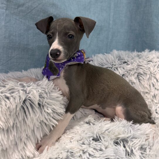 Italian Greyhound-DOG-Male-Blue-9628-Petland Pensacola, Florida