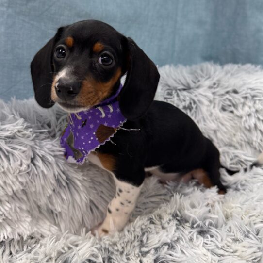 Dachshund-DOG-Female-Black / Tan-9627-Petland Pensacola, Florida