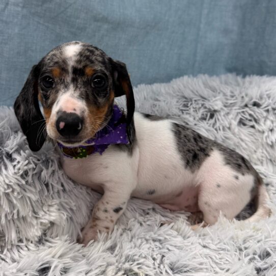 Dachshund-DOG-Male-Silver Dapple / Tan-9626-Petland Pensacola, Florida