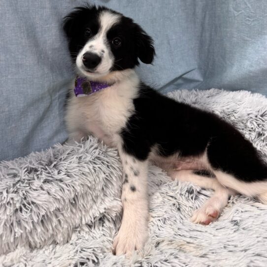 Border Collie-DOG-Male-Black / White-9625-Petland Pensacola, Florida
