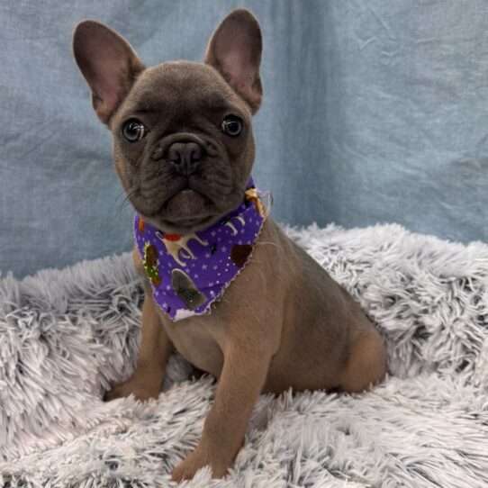 French Bulldog-DOG-Male-Blue Fawn-9624-Petland Pensacola, Florida