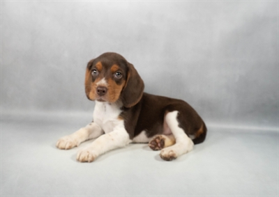 Beagle-DOG-Male-Brown White and Tan-9666-Petland Pensacola, Florida