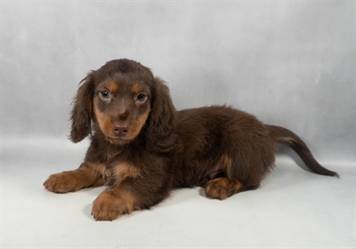 Dachshund-DOG-Male-Chocolate and Tan-9668-Petland Pensacola, Florida