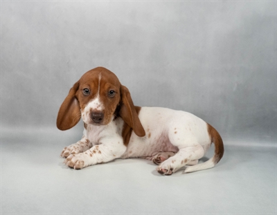 Dachshund-DOG-Male-Red-9669-Petland Pensacola, Florida