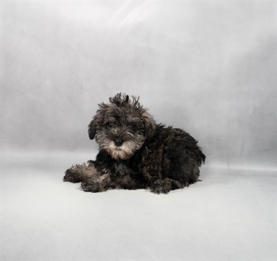 Miniature Schnauzer-DOG-Male-Salt and Pepper-9670-Petland Pensacola, Florida