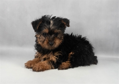 Yorkshire Terrier-DOG-Male-Black and Tan-9672-Petland Pensacola, Florida