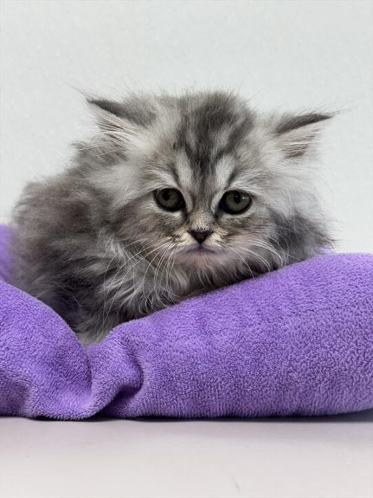 Persian-KITTEN-Female-Shaded Silver-9679-Petland Pensacola, Florida