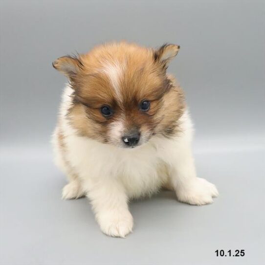 Pomeranian-DOG-Male-Brown / White-9680-Petland Pensacola, Florida