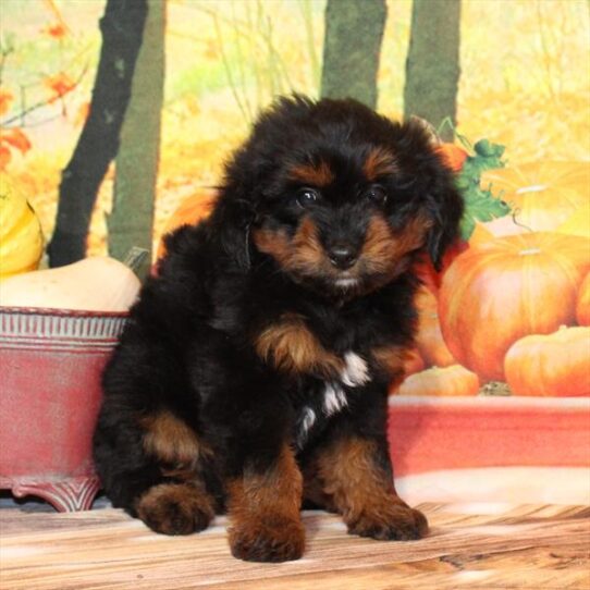 Mini Aussiedoodle-DOG-Female-Black / Tan-9682-Petland Pensacola, Florida