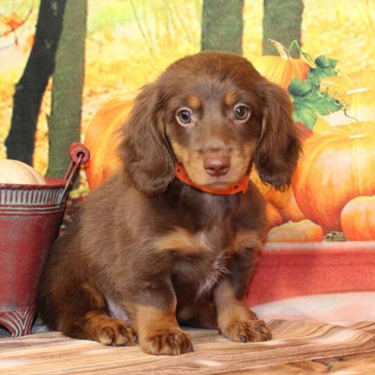 Dachshund-DOG-Female-Chocolate / Tan-9683-Petland Pensacola, Florida