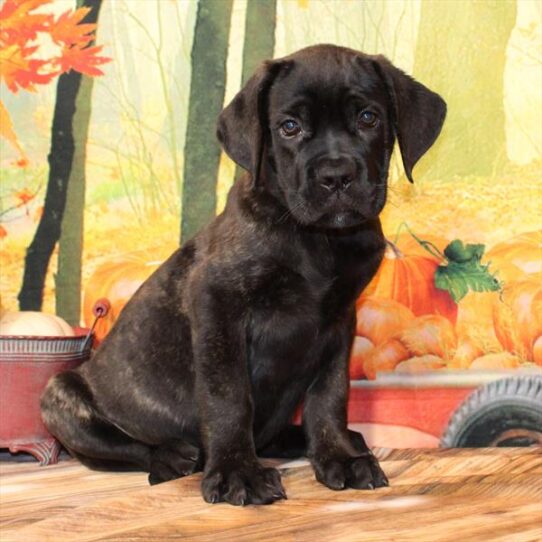 Cane Corso-DOG-Male-Brindle-9685-Petland Pensacola, Florida