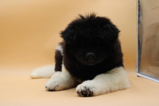 Akita-DOG-Female-Black / White-9687-Petland Pensacola, Florida