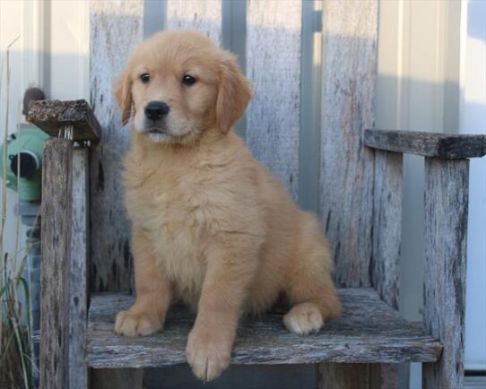 Golden Retriever-DOG-Female-Golden-9689-Petland Pensacola, Florida