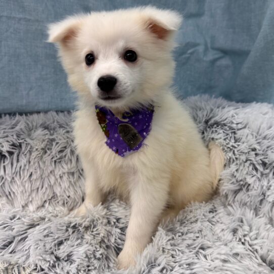 American Eskimo-DOG-Female-White-9665-Petland Pensacola, Florida