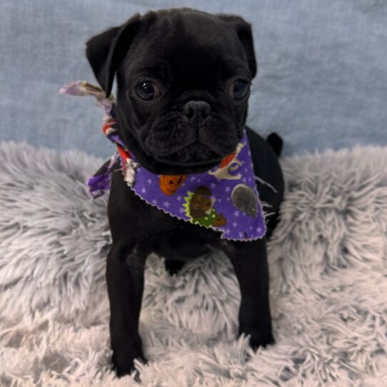 Pug-DOG-Male-Black-9667-Petland Pensacola, Florida