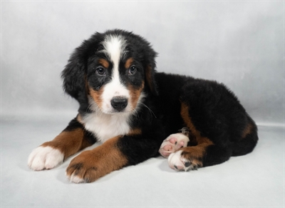 Bernese Mountain Dog-DOG-Male-Black Rust and White-9690-Petland Pensacola, Florida