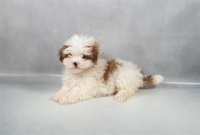 Lhasa Apso-DOG-Female-Red Gold-9695-Petland Pensacola, Florida