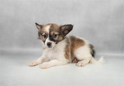 Papillon-DOG-Female-Red White and Sable-9697-Petland Pensacola, Florida
