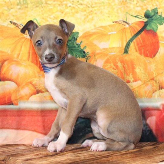 Italian Greyhound-DOG-Female-Blue Fawn-9707-Petland Pensacola, Florida
