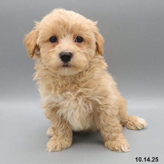 Bichon-Poodle-DOG-Male-Apricot-9709-Petland Pensacola, Florida