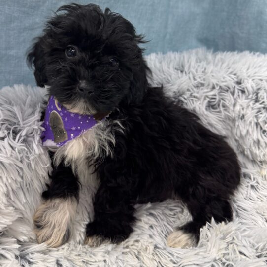 Havapoo-DOG-Female-Black-9643-Petland Pensacola, Florida