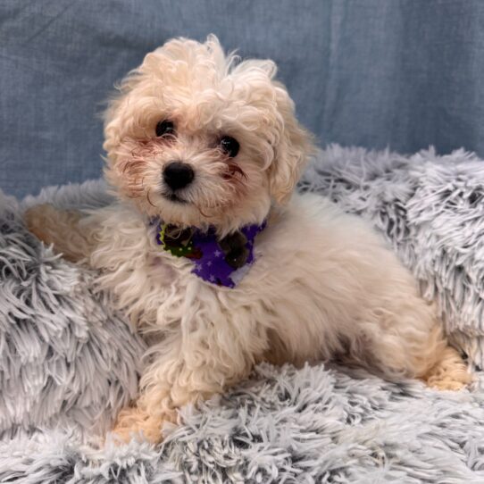 Bichon Frise-DOG-Female-White-9629-Petland Pensacola, Florida