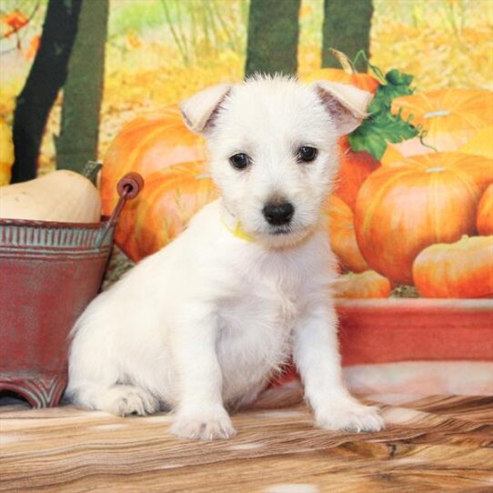 West Highland White Terrier-DOG-Female-White-9684-Petland Pensacola, Florida