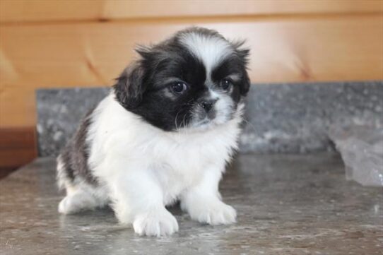 Pekingese-DOG-Female-Sable / White-9686-Petland Pensacola, Florida