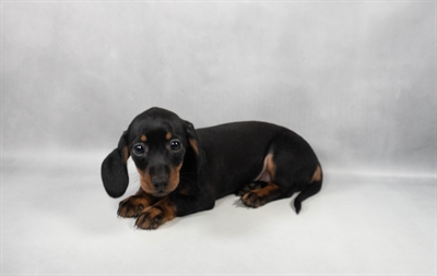Dachshund-DOG-Female-Black and Tan-9691-Petland Pensacola, Florida