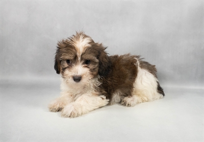 Havanese-DOG-Male-Gold Sable-9693-Petland Pensacola, Florida